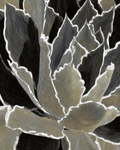 Agave