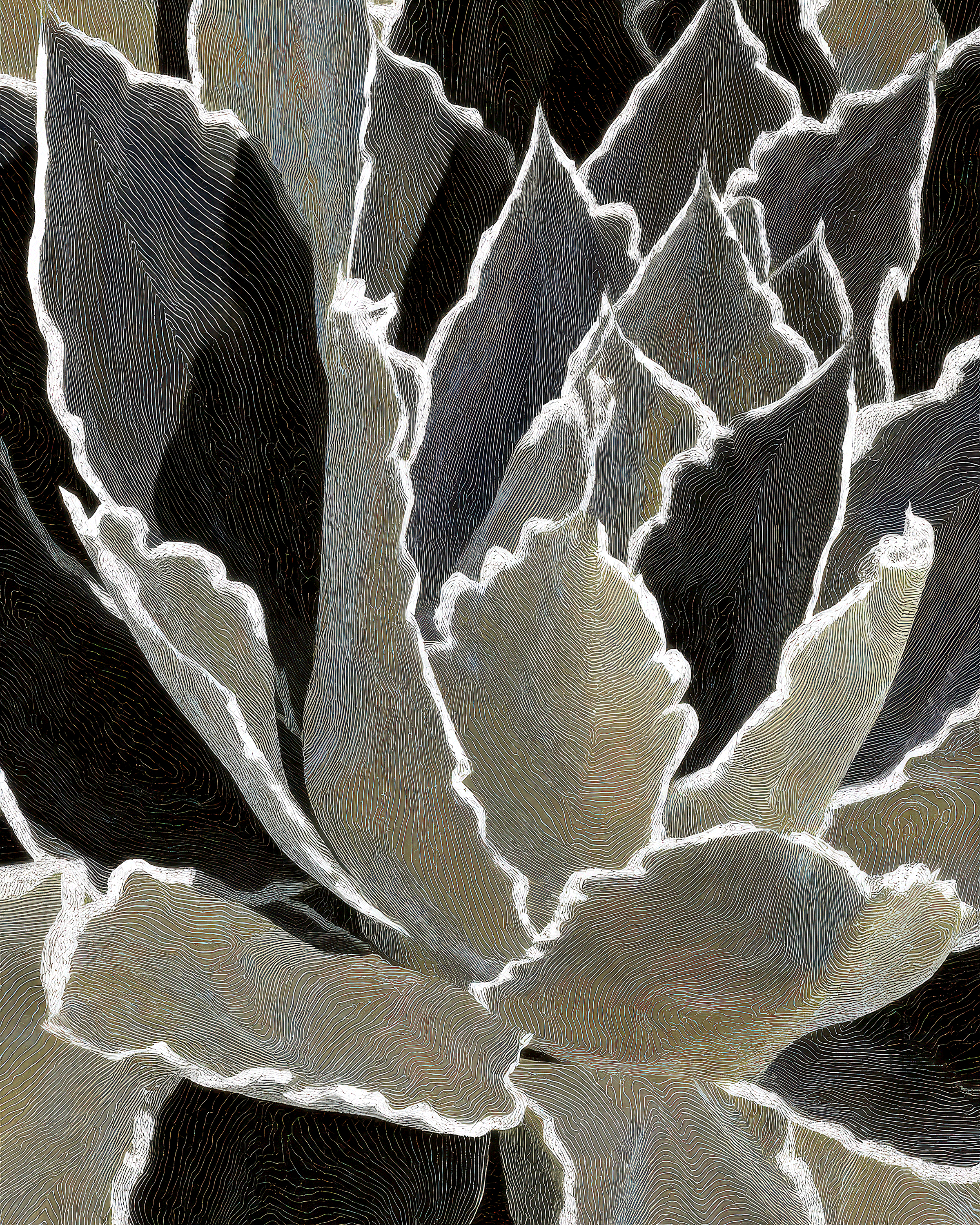 Agave